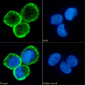 CD80 Antibody [16C10], Rabbit IgG