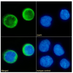 CD80 Antibody [7C10], Rabbit IgG