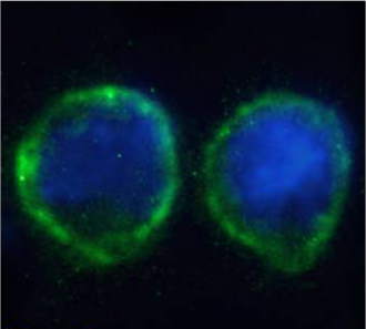 CD80 Antibody [IDEC-114 (Galiximab)], Rabbit IgG - Research Grade Biosimilar