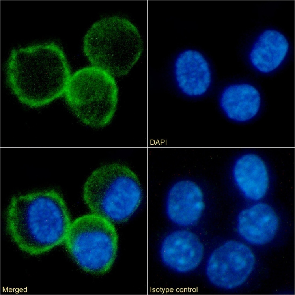 CD80 Antibody [RM80], Rabbit IgG