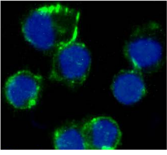 CD81 Antibody [1D6], Mouse IgG1