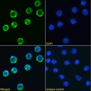 CD98 Antibody [RL388], Rabbit IgG