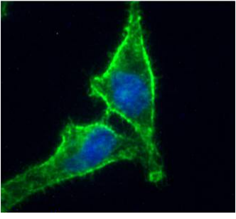 CD98 heavy chain Antibody [HBJ127], Mouse IgG1