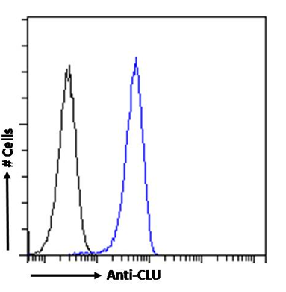 CLU Antibody [SAIC-43B-8], Rabbit IgG