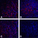 Immunofluorescence of CTLA-4 in human tonsil tissue using (A) RF16011, (B) RF16012, (C) RF16013, and (D) control mouse IgG antibody at at 20 μg/ml.
