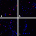 Immunofluorescence of CTLA-4 in overexpressing 293 cells using (A) RF16011, (B) RF16012, (C) RF16013, and (D) control mouse IgG antibody at 20 μg/ml.