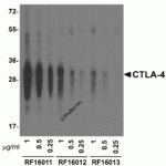 Western blot analysis of CTLA-4 in overexpressing 293 cells using RF16011, RF16012, and RF16013 antibody at 1, 0.5, and 0.25 μg/ml, respectively.