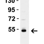 <strong> Figure 8 WB Validation in Human K562 Cells </strong><br>Loading: 15 μg of lysate Antibodies: Caspase-8, 3473, 1 μ g/mL, 1 h incubation at RT in 5% NFDM/TBST. Secondary: Goat Anti-Rabbit IgG HRP conjugate at 1:10000 dilution.