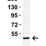 <strong>Figure 2 WB Validation in Mouse 3T3/NIH Cells</strong><br>Loading: 15 μg of lysate Antibodies:  Caspase-8, 3473, 1 μg/mL, 1 h incubation at RT in 5% NFDM/TBST. Secondary: Goat Anti-Rabbit IgG HRP conjugate at 1:10000 dilution.
