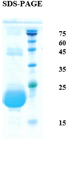 Cat dander allergen Fel d 1 Recombinant Protein