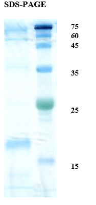 D. farinae (house dust mite) allergen Der f 2 Recombinant Protein