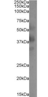 DC-SIGNR Antibody [16E7], Rabbit IgG