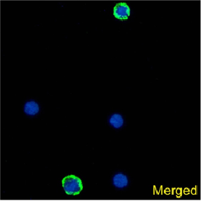 DCIR Antibody [9E8], Rabbit IgG