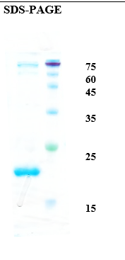 Dog dander allergen Can f 1 Recombinant Protein