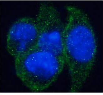 EDAR Antibody [EDAR12], Mouse IgG1