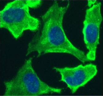 EGFR Antibody [528], Rabbit IgG