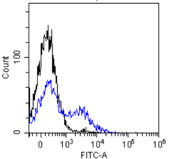 EGFR Antibody [S3 12D], Rabbit IgG