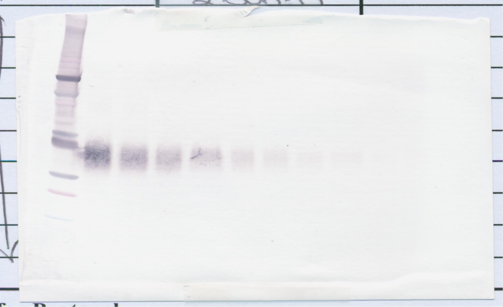 EPO Antibody (biotin)