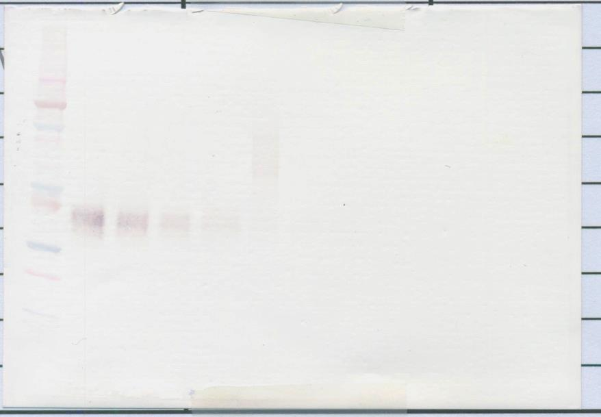 EPO Antibody