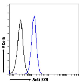EZR Antibody [SAIC-37C-23], Rabbit IgG