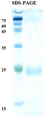 Egg white allergen Gal d 1 Recombinant Protein