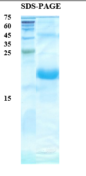 English plantain allergen Pla a 1 Recombinant Protein