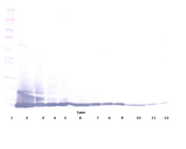 Eotaxin (CCL11) Antibody (biotin)