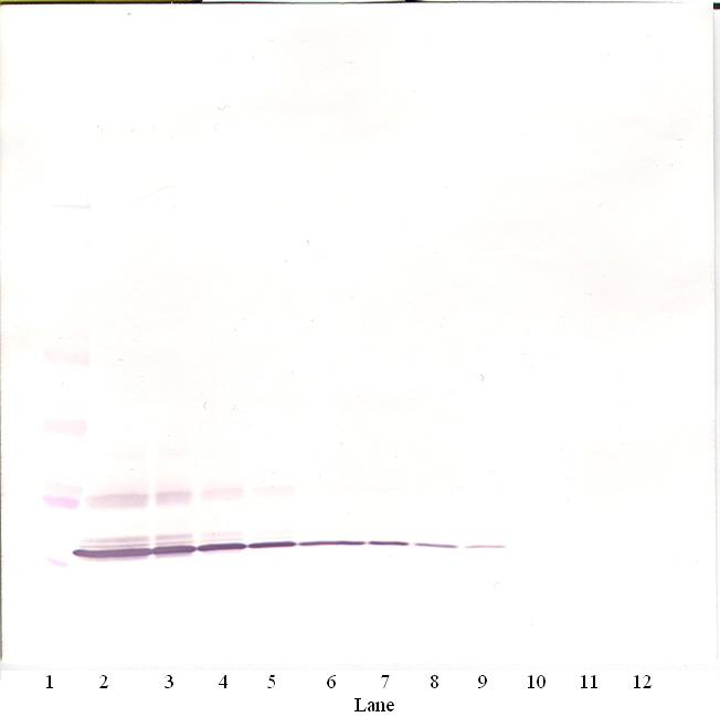 Eotaxin (CCL11) Antibody