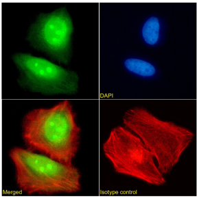 FEN1 Antibody [SAIC-21C-4], Rabbit IgG