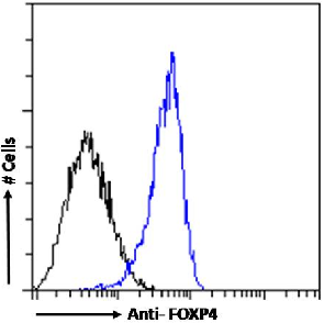 FOXP4 Antibody [RAB-S40], Rabbit IgG