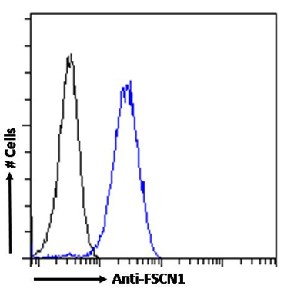 FSCN1 Antibody [SAIC-32C-205], Rabbit IgG