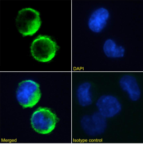 Fc epsilon R Antibody [IE7], Rabbit IgG