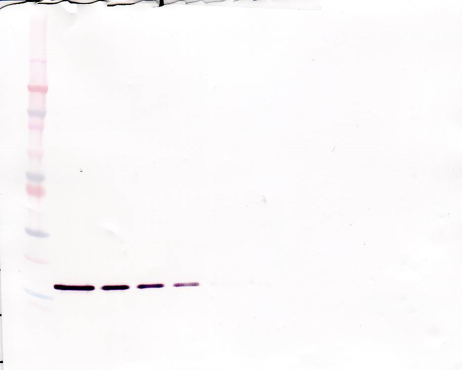G-CSF Antibody