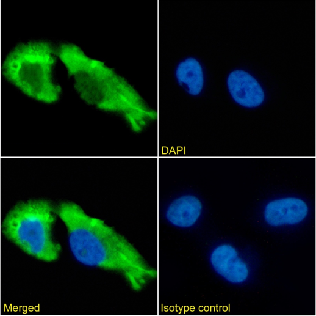 GABAR Antibody [1F4], Rabbit IgG