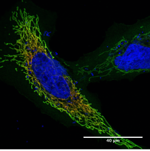 GCN4 Antibody [C11L34], Mouse IgG1
