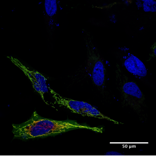 GCN4 Antibody [C11L34], Rabbit IgG