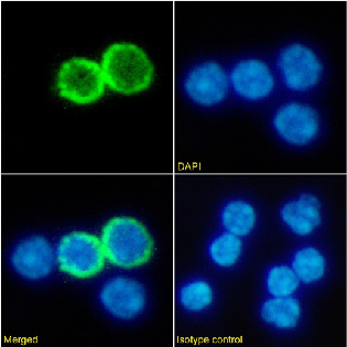 GITR Antibody [DTA-1], Rabbit IgG