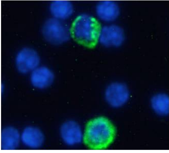 GITRL Antibody [YGL386], Rabbit IgG