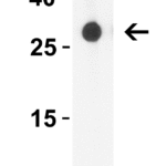 <strong>Figure 2 WB Validation  in Human Pancreas </strong><br>Loading: 10 μg of lysate Antibodies:  GITRL, 3591, 4 μg/mL , 1 h incubation at RT in 5% NFDM/TBST. Secondary: Goat Anti-Rabbit IgG HRP conjugate at 1:10000 dilution.