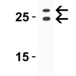 <strong>Figure 3 WB Validation  in Mouse Spleen </strong><br>Loading: 10 μg of lysate Antibodies:  GITRL, 3591, 4 μg/mL , 1 h incubation at RT in 5% NFDM/TBST. Secondary: Goat Anti-Rabbit IgG HRP conjugate at 1:10000 dilution.