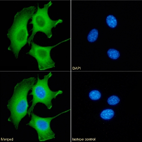 Galectin 9 Antibody [RG9-35], Rabbit IgG