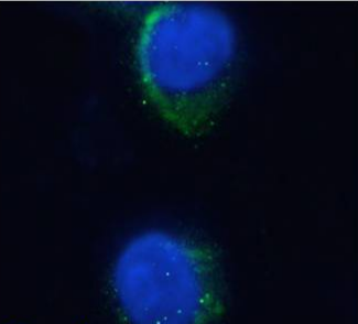 Glycophorin A M antigen Antibody [M2A1], Mouse IgG1