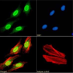 H3K27me3 Antibody [BT164], Rabbit IgG