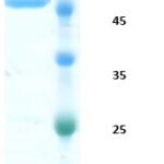 SDS-Page Image