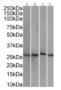HSPB1 Antibody [SAIC-23C-35], Rabbit IgG