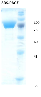 Hepatitis C virus (HCV) core/NS3/NS4/NS5 Recombinant Protein