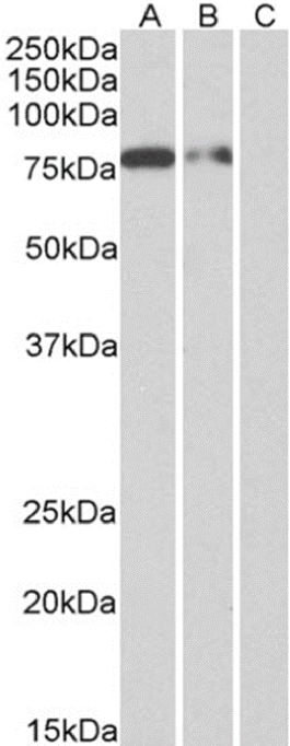 His tag (C-term) Antibody [3D5], Mouse IgG1