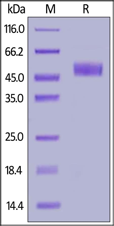 ICOS / CD278 (C137S,  C138S) Recombinant Protein
