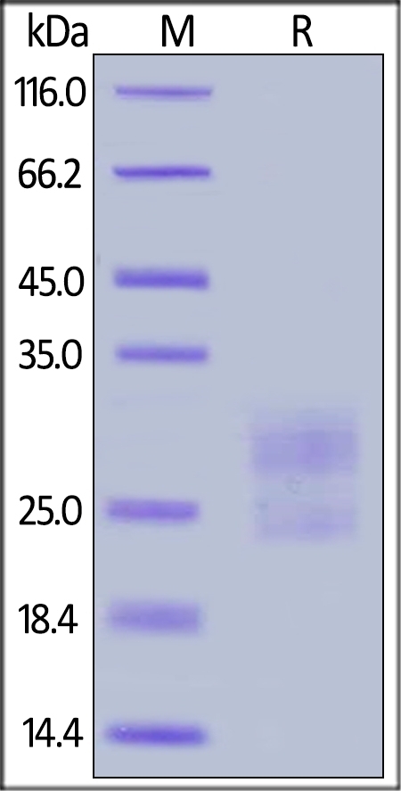 ICOS / CD278 (C137S,  C138S) Recombinant Protein