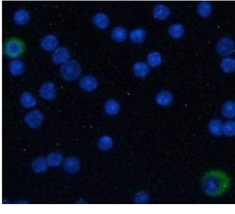 ICOSL Antibody [HK5.3], Rabbit IgG